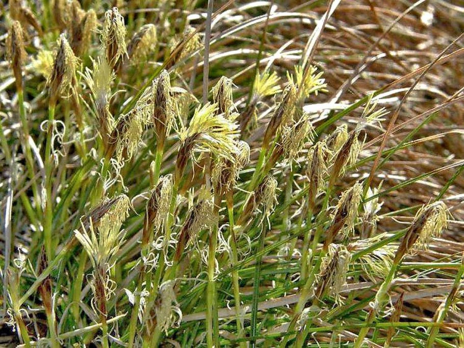 Осока Carex humilis