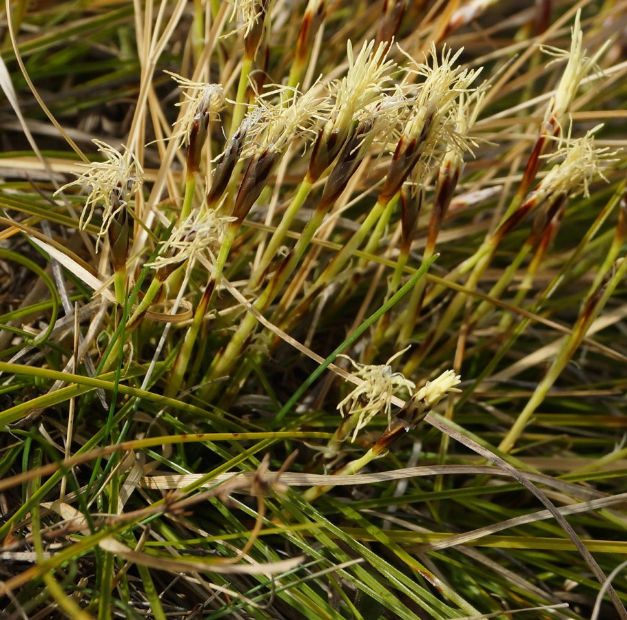 Осока Carex humilis