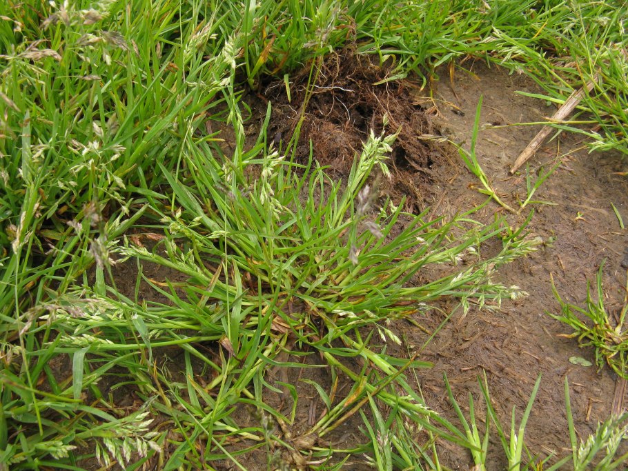 Мятлик луговой сорняк