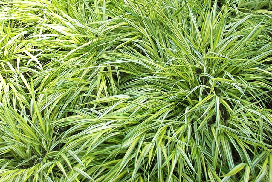Carex morrowii variegata
