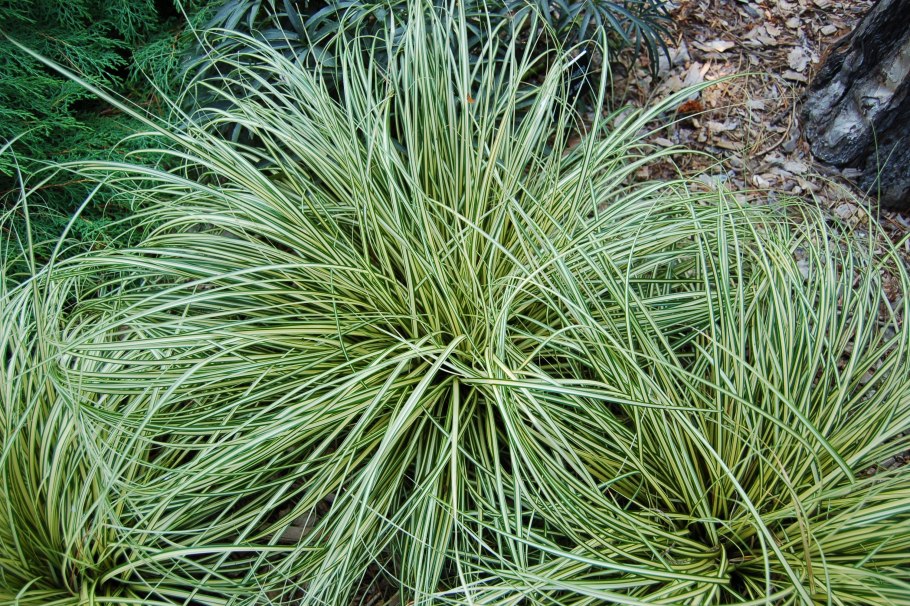 Carex oshimensis