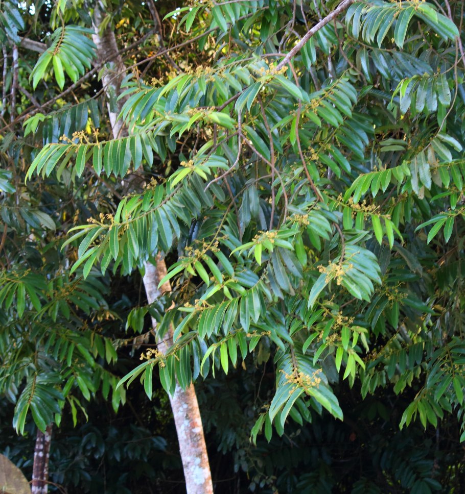 Вирола Суринамская