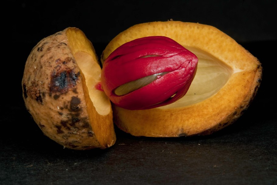 Вирола дерево