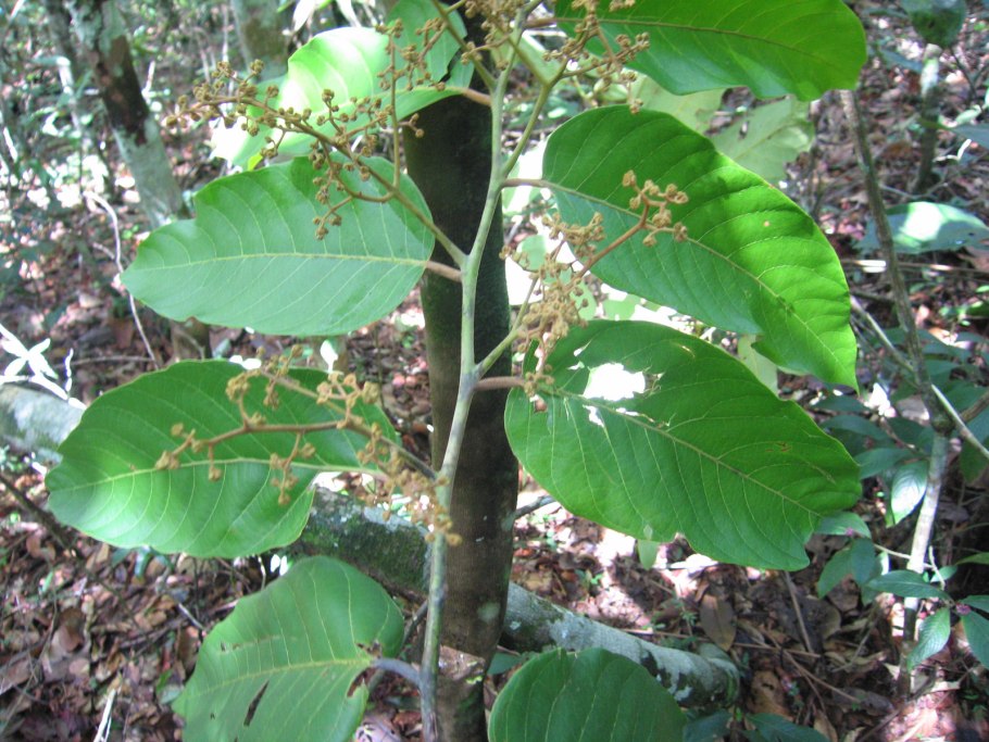 Virola растение