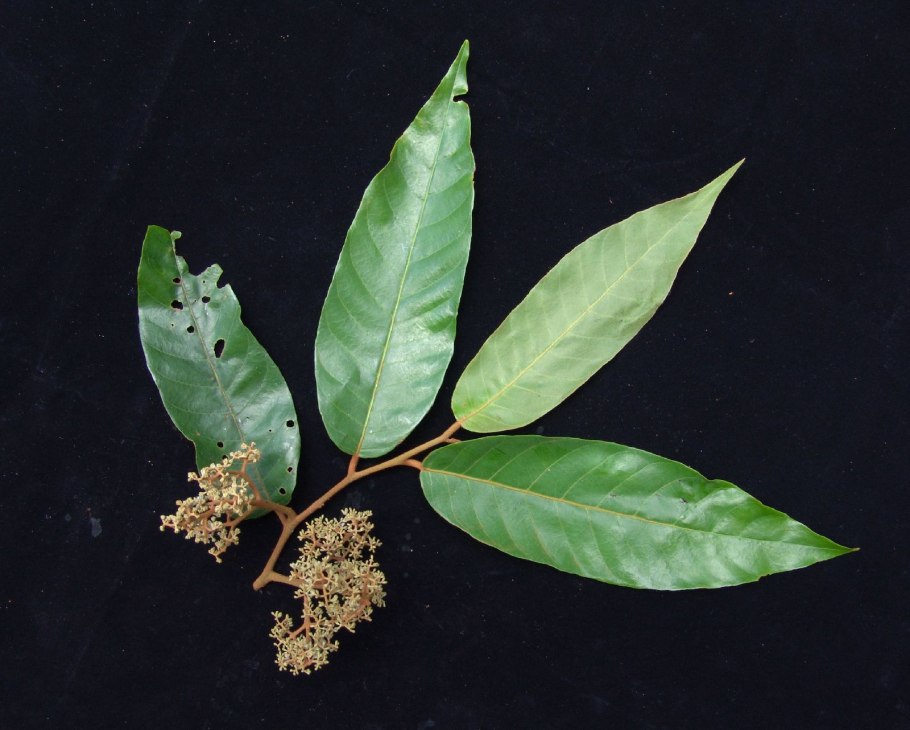 Вирола Суринамская