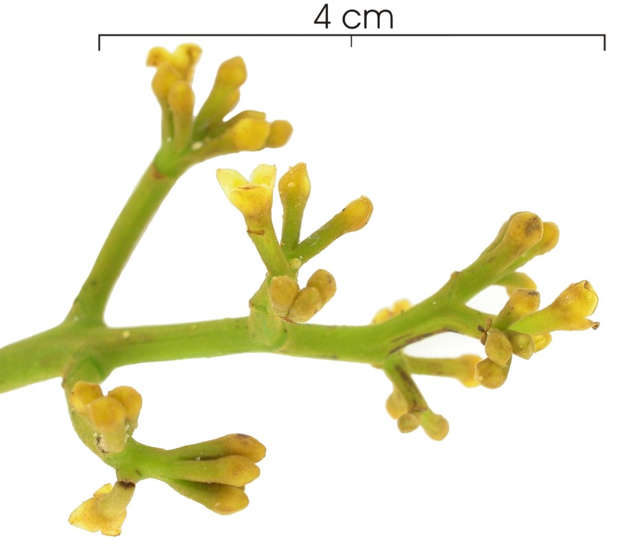 Вирола купить