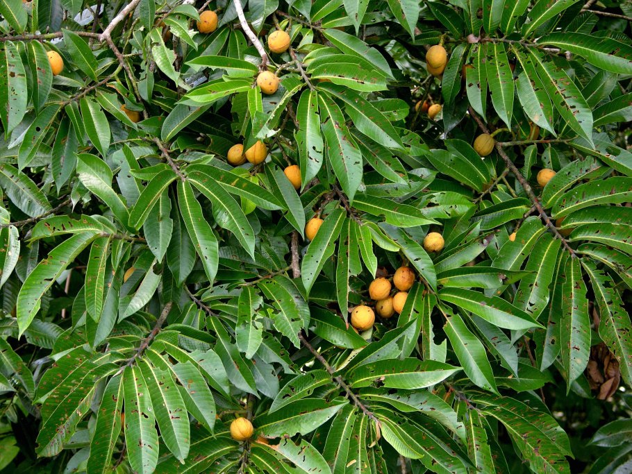 Йохимбе растение