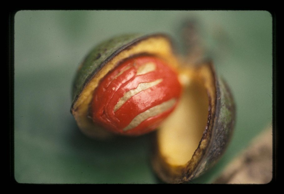 Ядовитые фрукты в джунглях