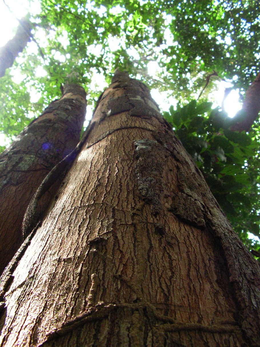 Excoecaria agallocha