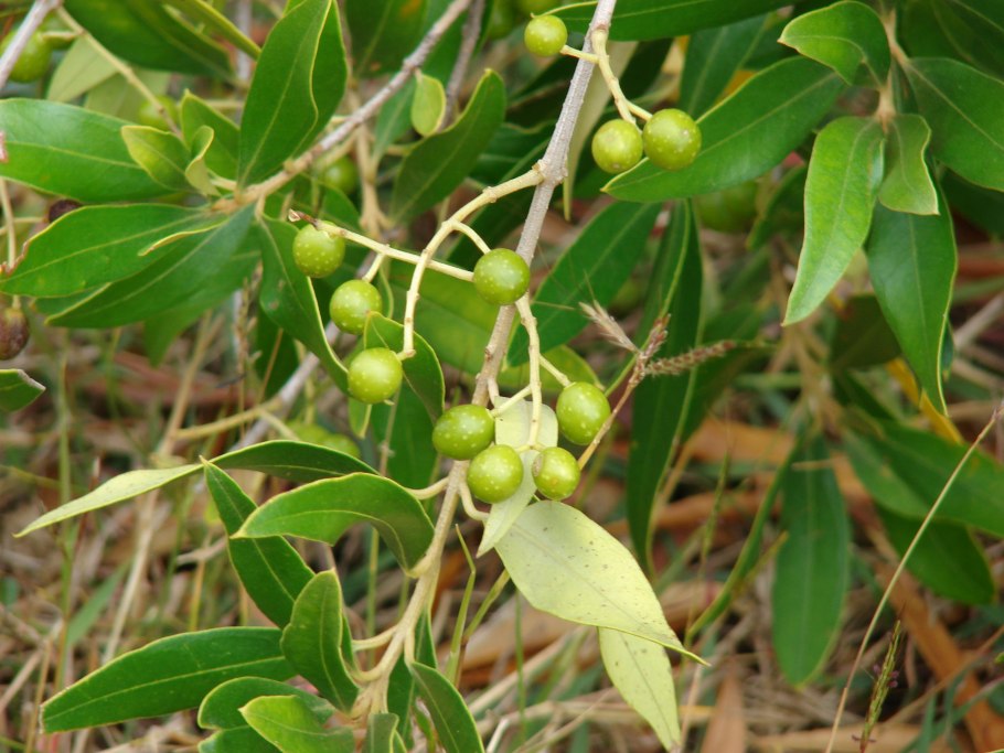 Плантации авокадо в Бразилии