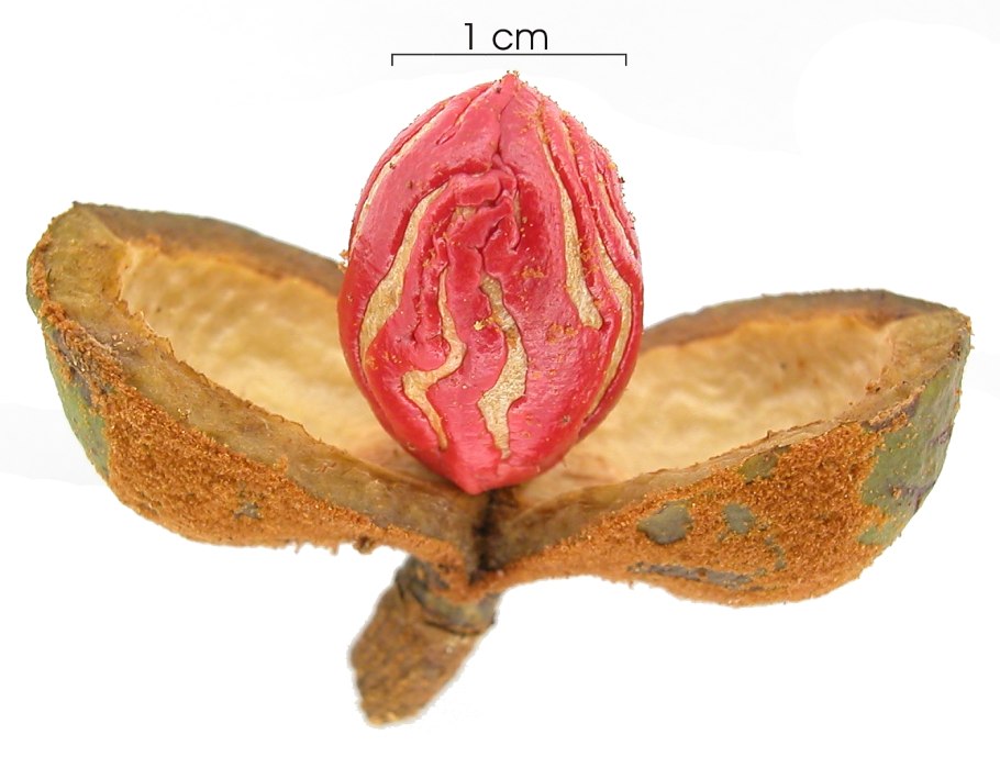 Virola calophylla купить