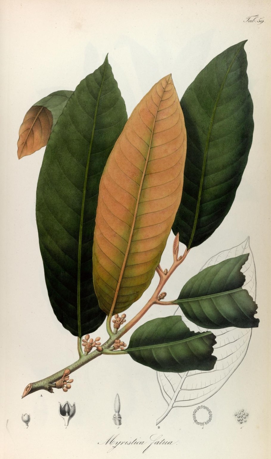 Virola calophylla купить
