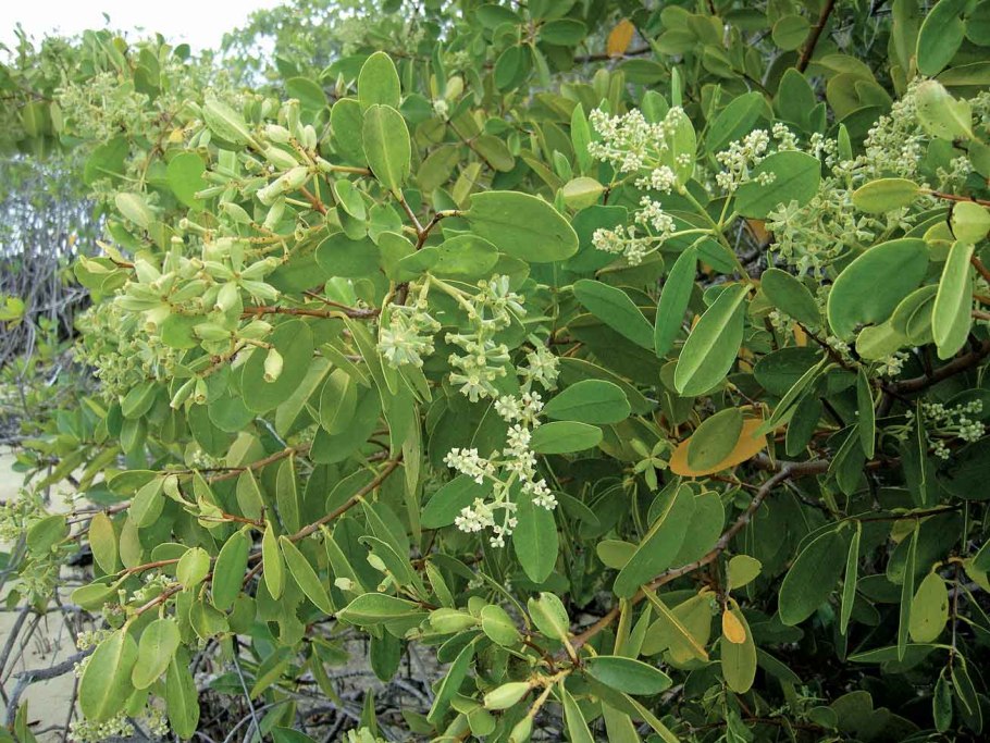 Laguncularia racemosa