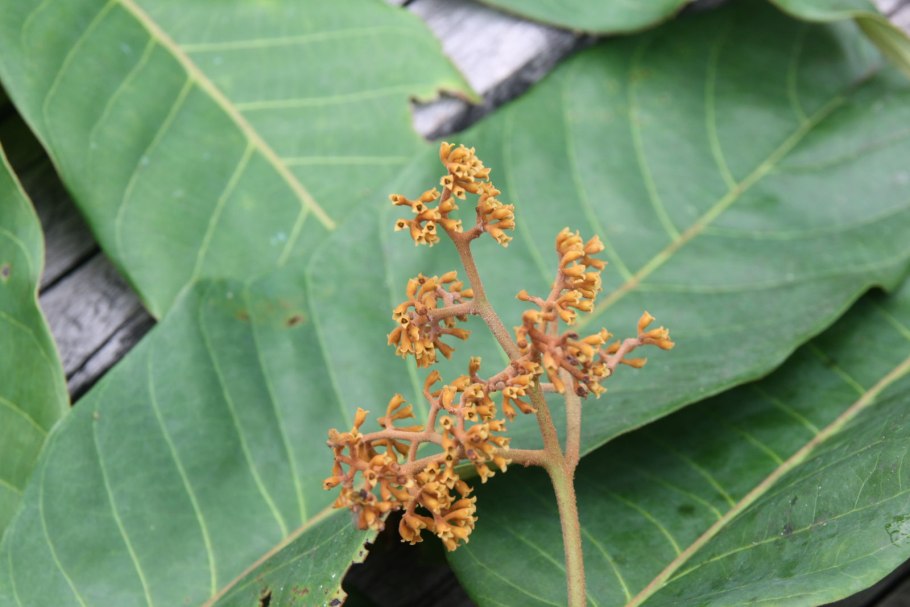 Вирола Суринамская древесина