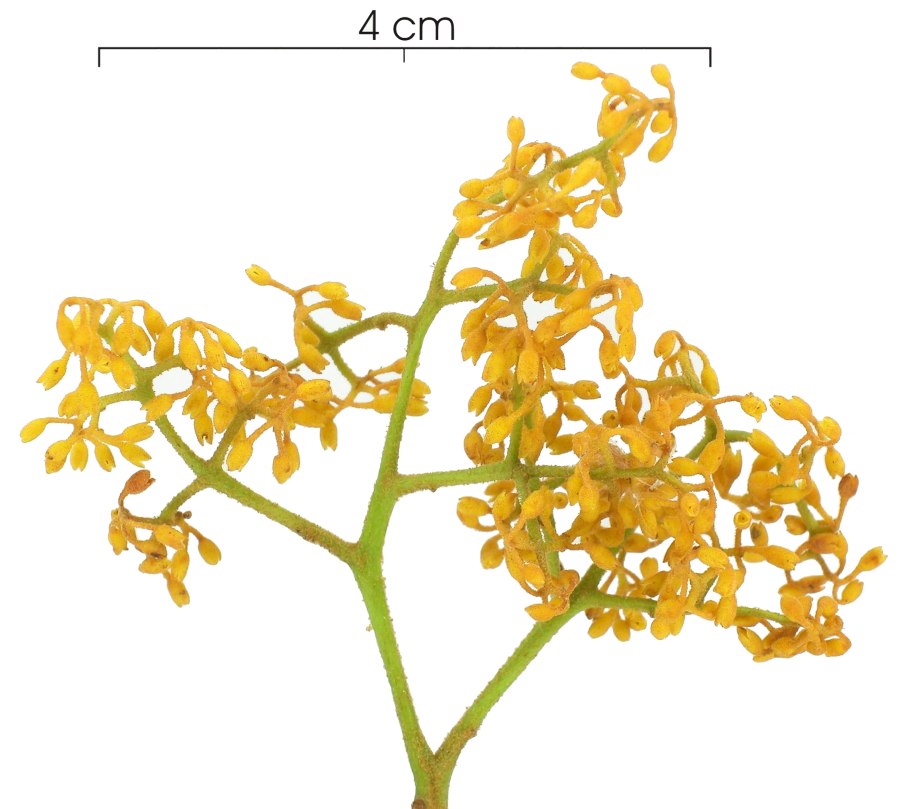 Агаллоховое дерево