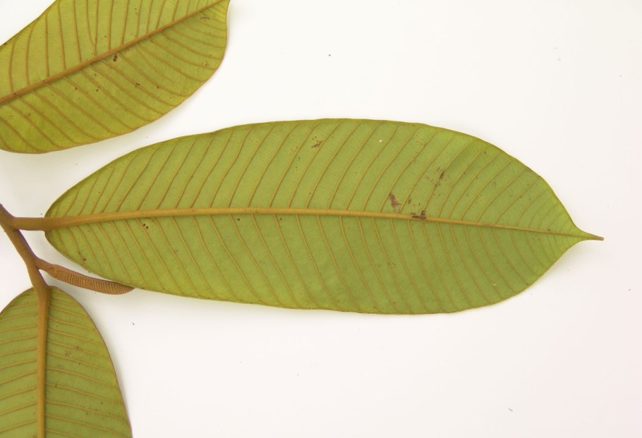 Virola surinamensis texture