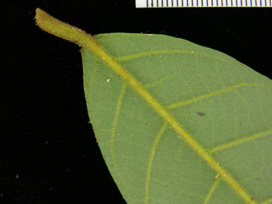 Каучуконосный фикус