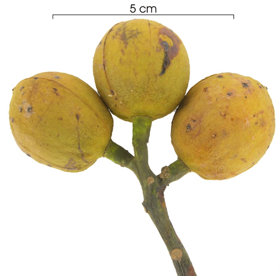 Вирола купить