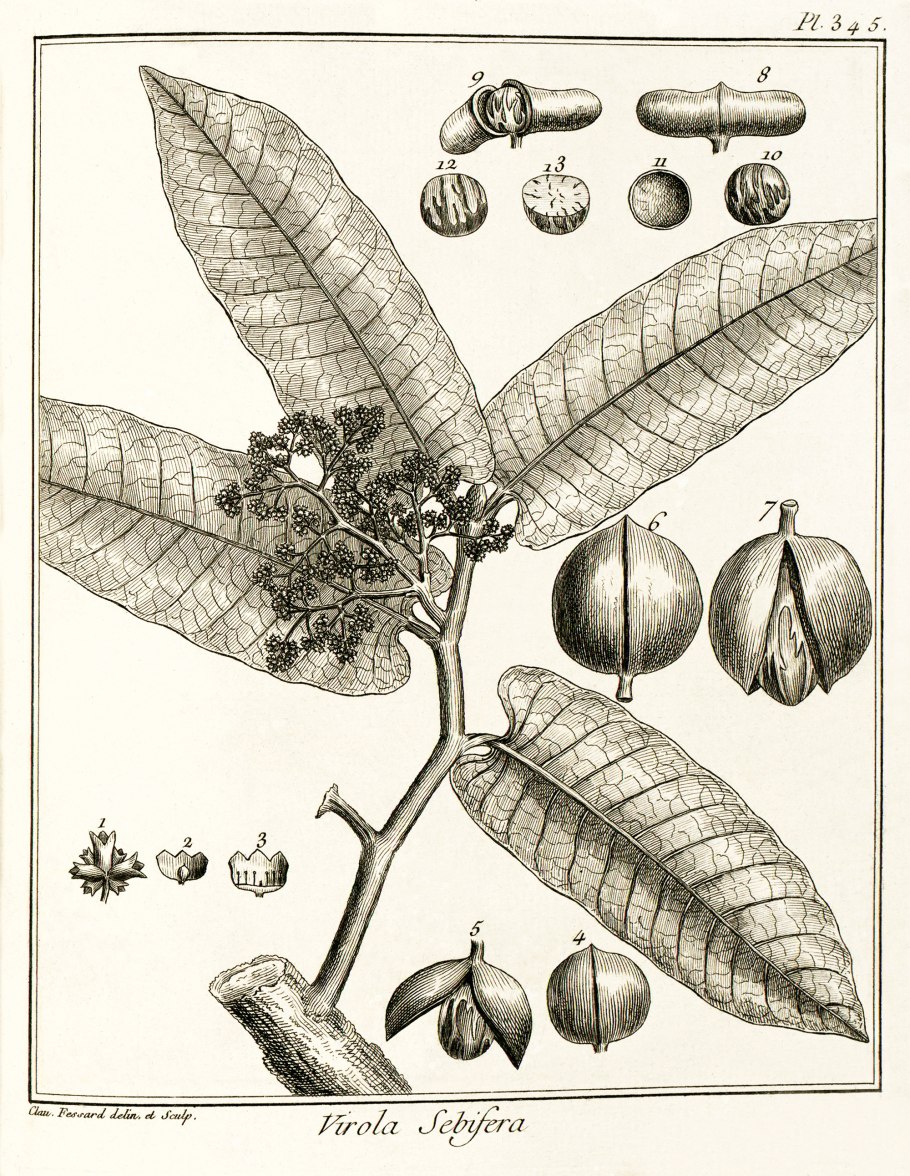 Агаллоховое дерево