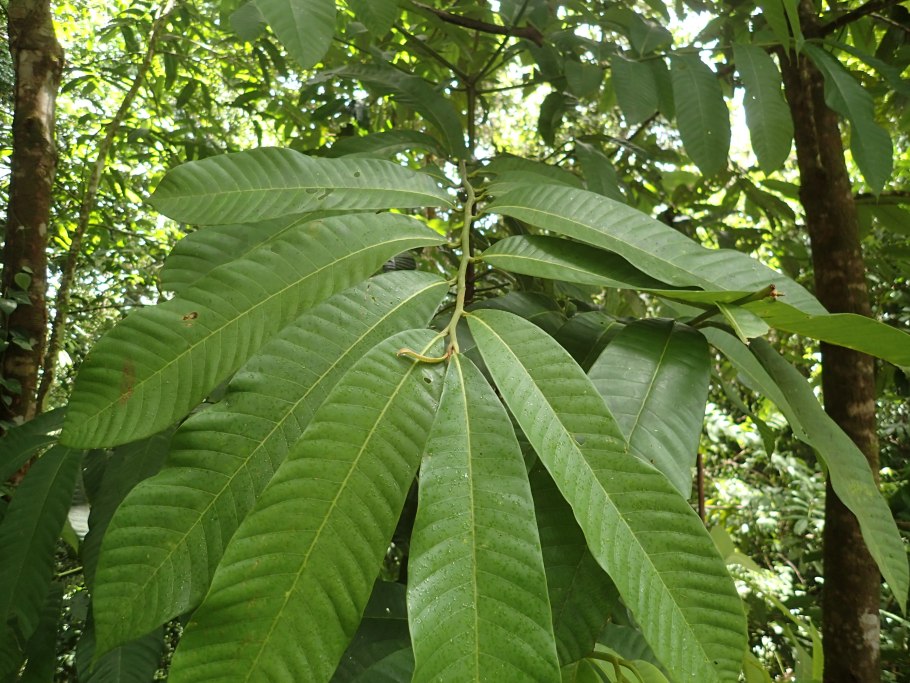 Вирола плод