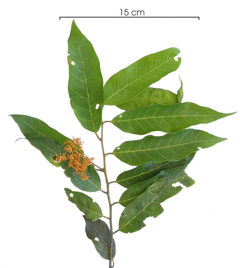 Сурхан Голден Фрут