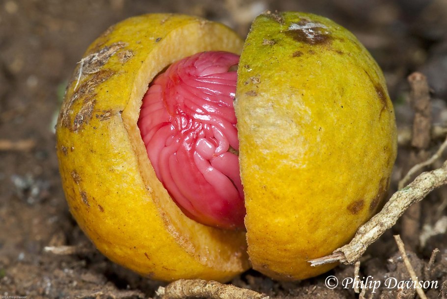 Вирола Суринамская