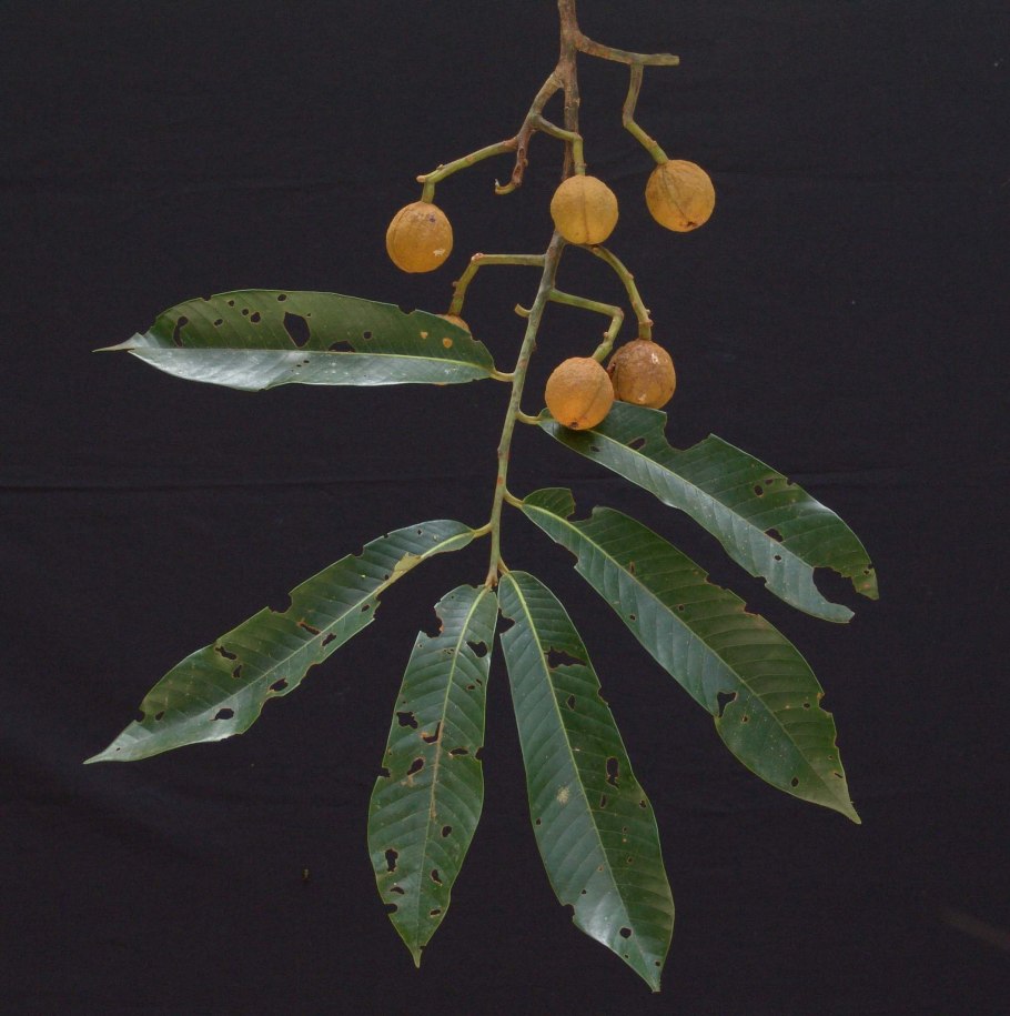 Вирола калофила