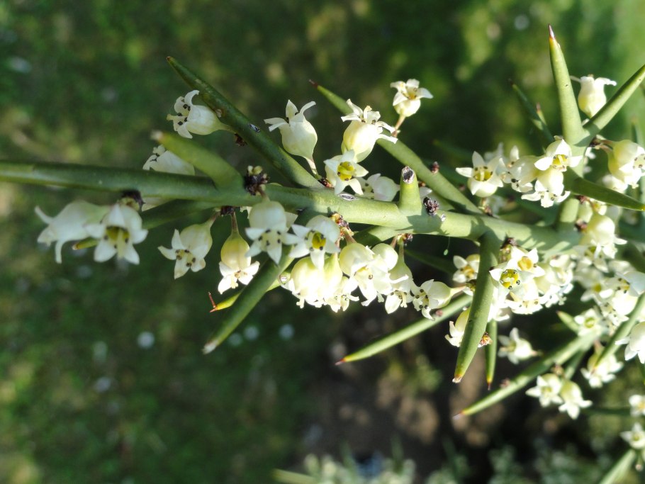 Mamilar spinosissima