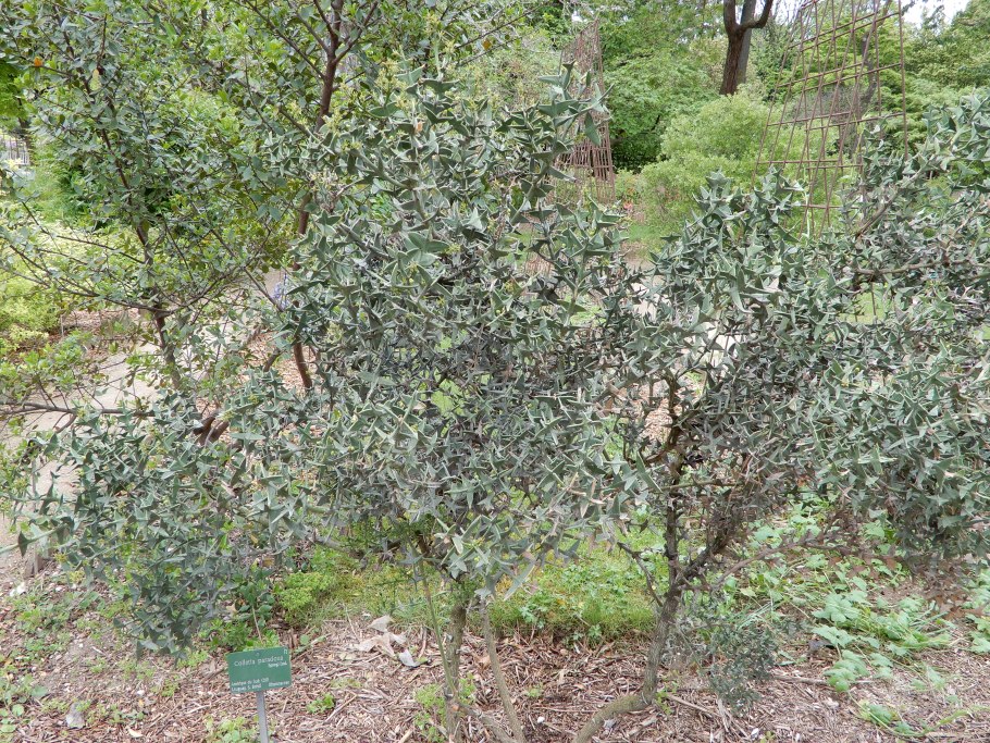 Лунулария мох