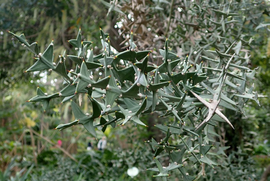 Colletia cruciata