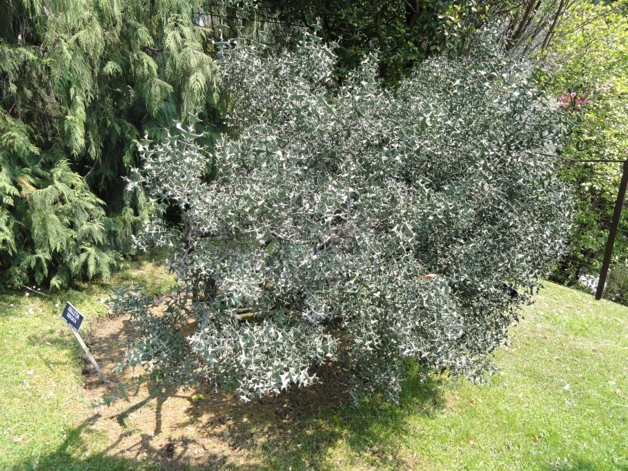 Горечавка крестовидная