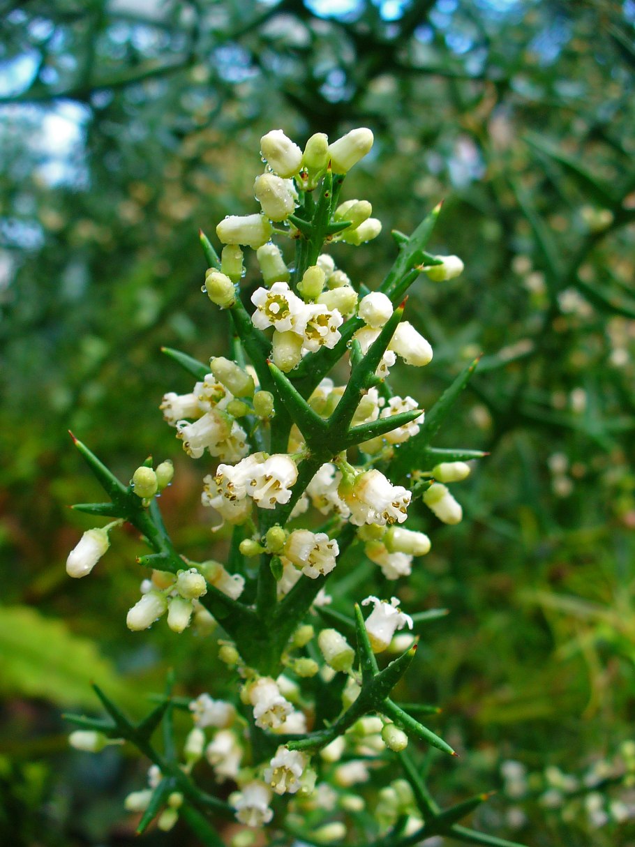 Soliclymenia paradoxa