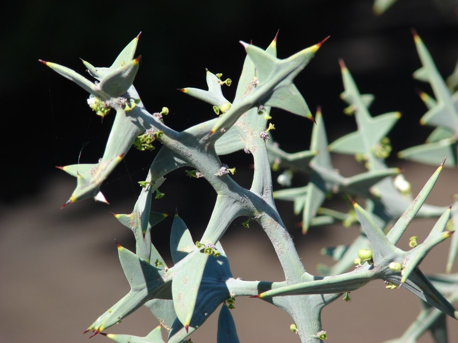 Коллекция крестовидная