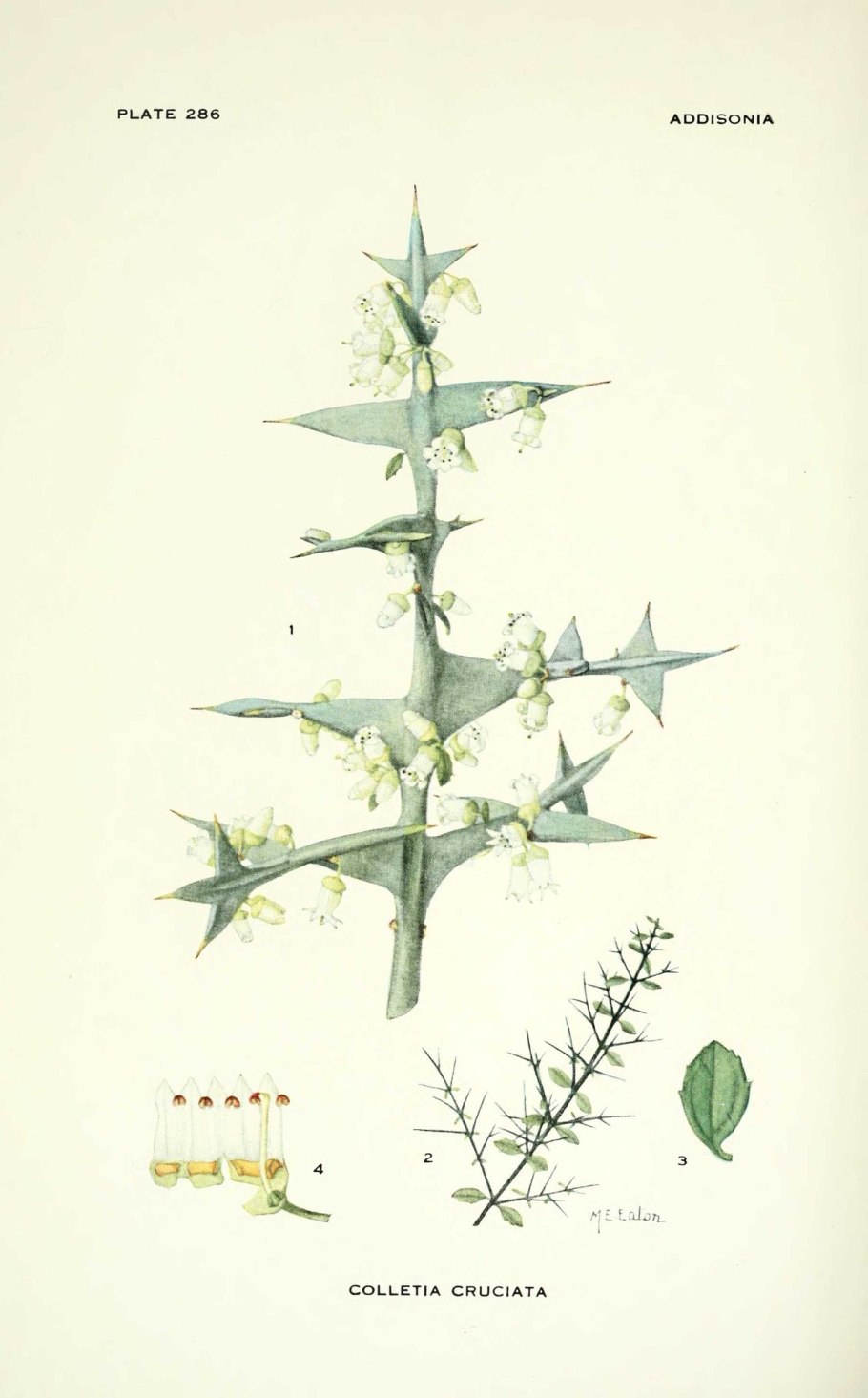 Разные нации