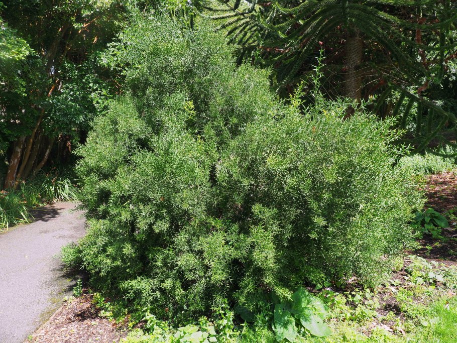 Дефонтения колючая