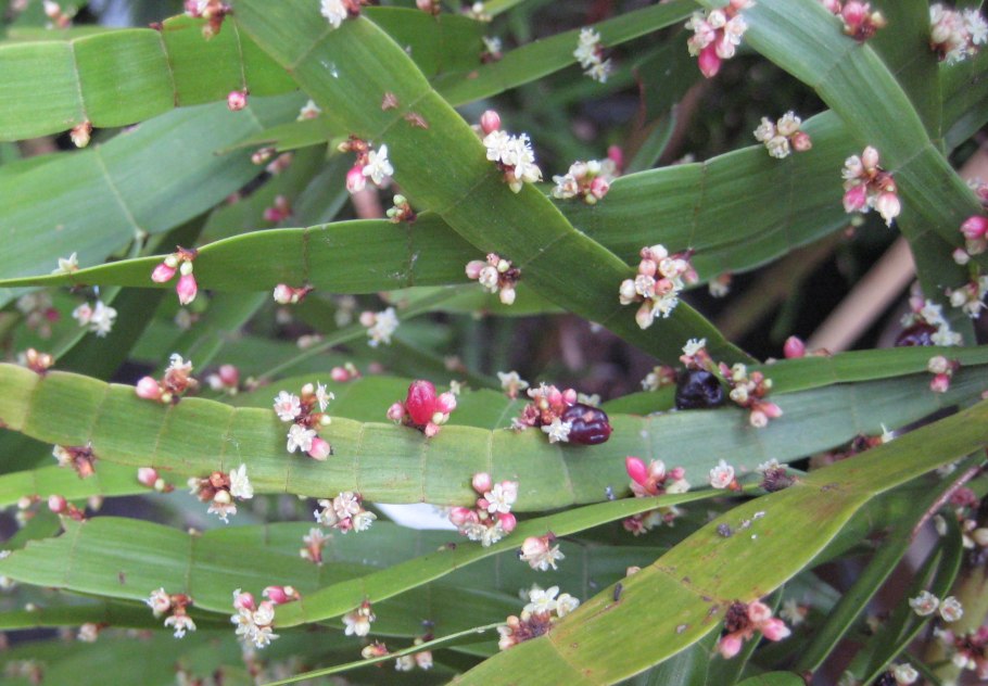 Homalocladium platycladum