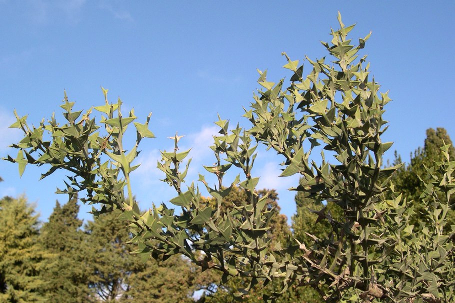 Colletia cruciata