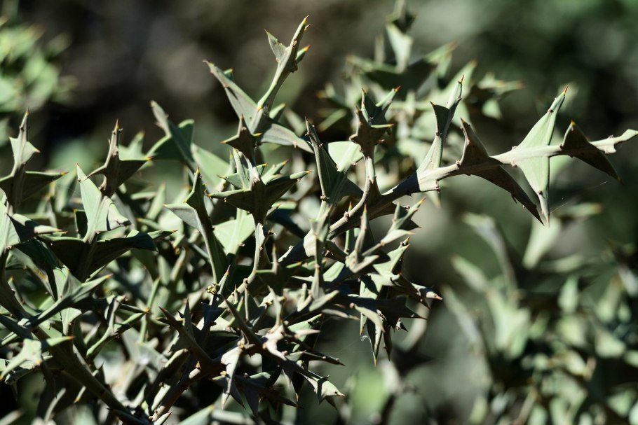 Коллеция крестообразная – Colletia cruciata Gill., Hook