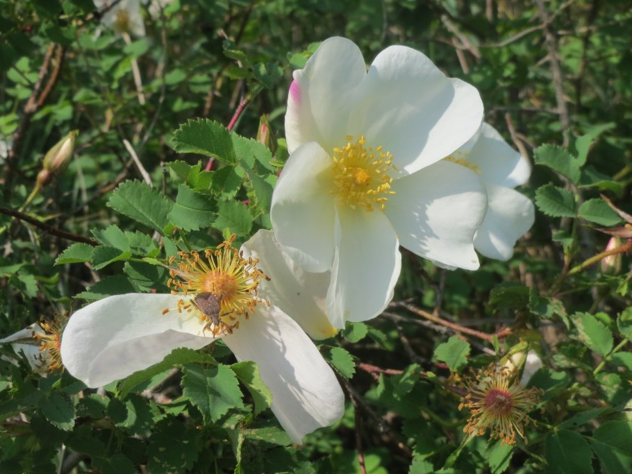 Веселый человек