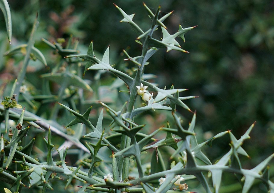 Colletia paradoxa