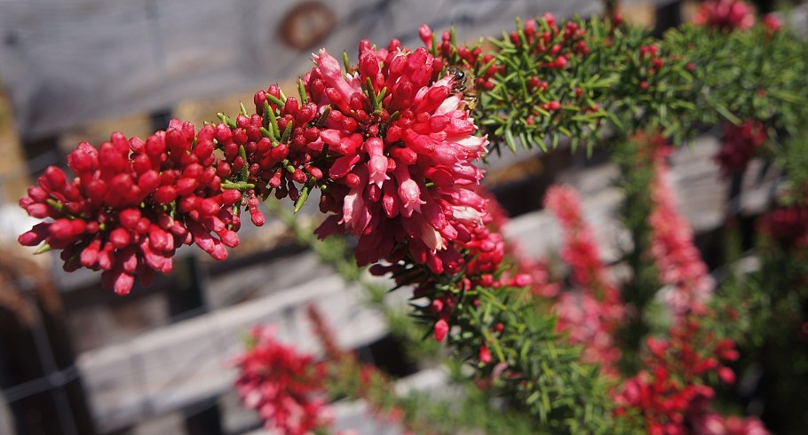 Colletia cruciata рисунок