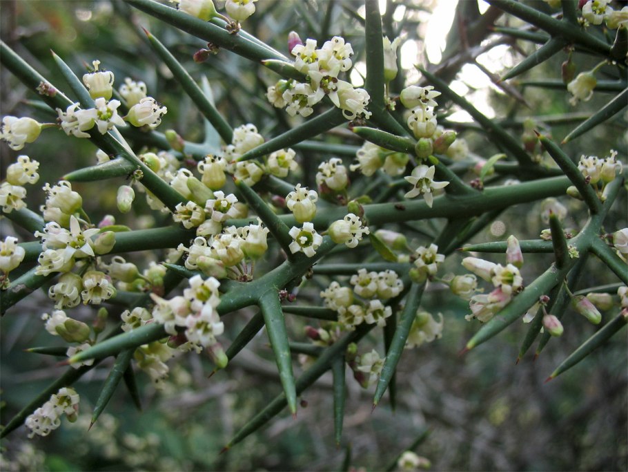 Colletia cruciata