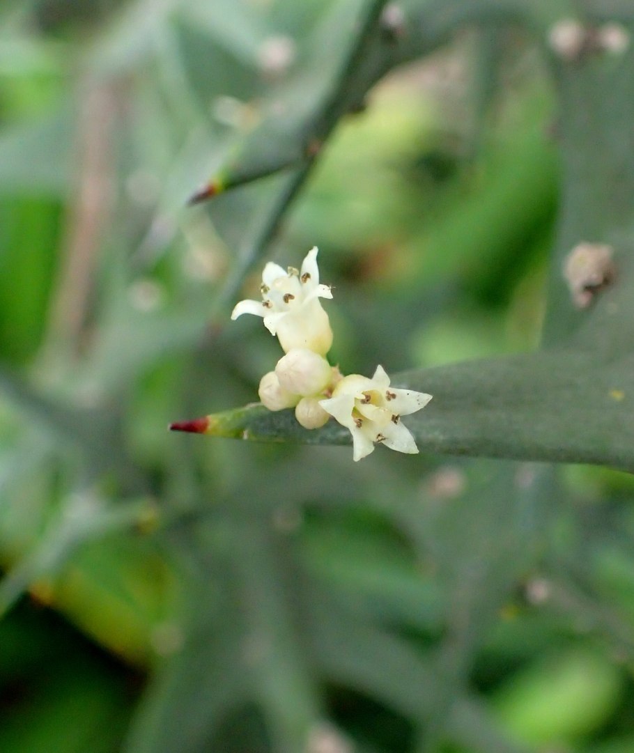 Картинка колеции приколыши