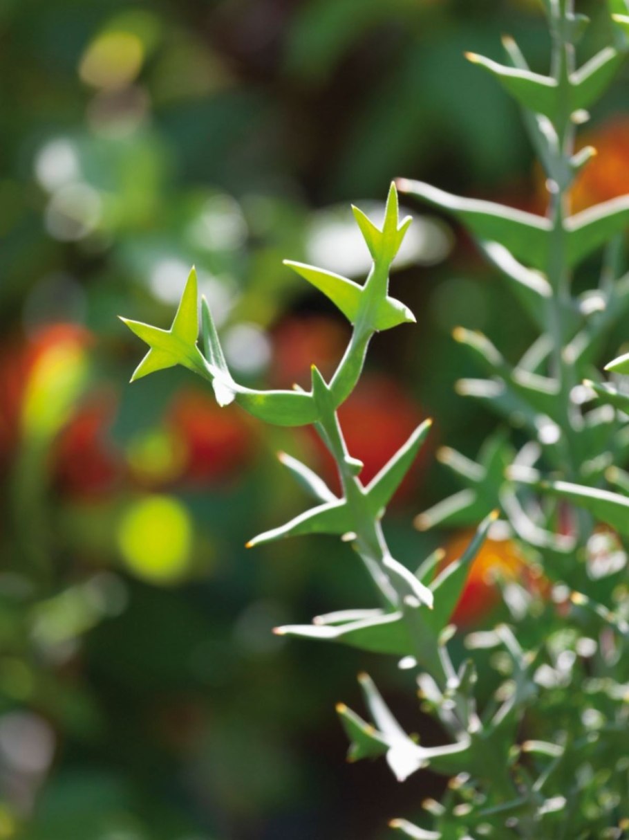 Кладодии мюленбекии