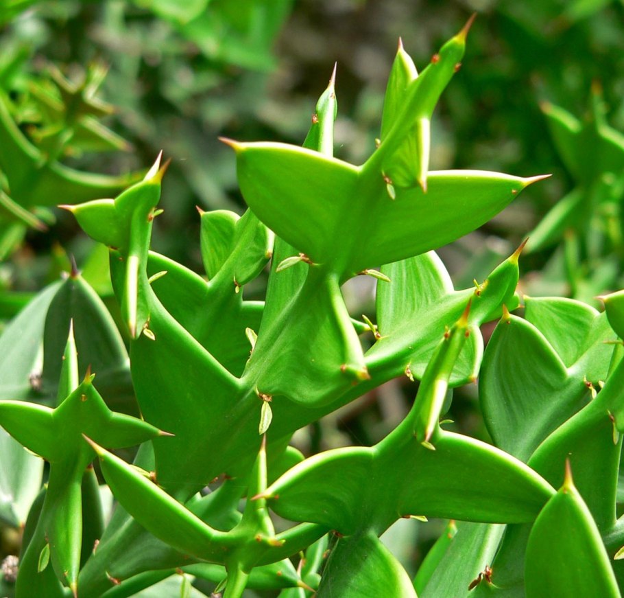 Colletia cruciata