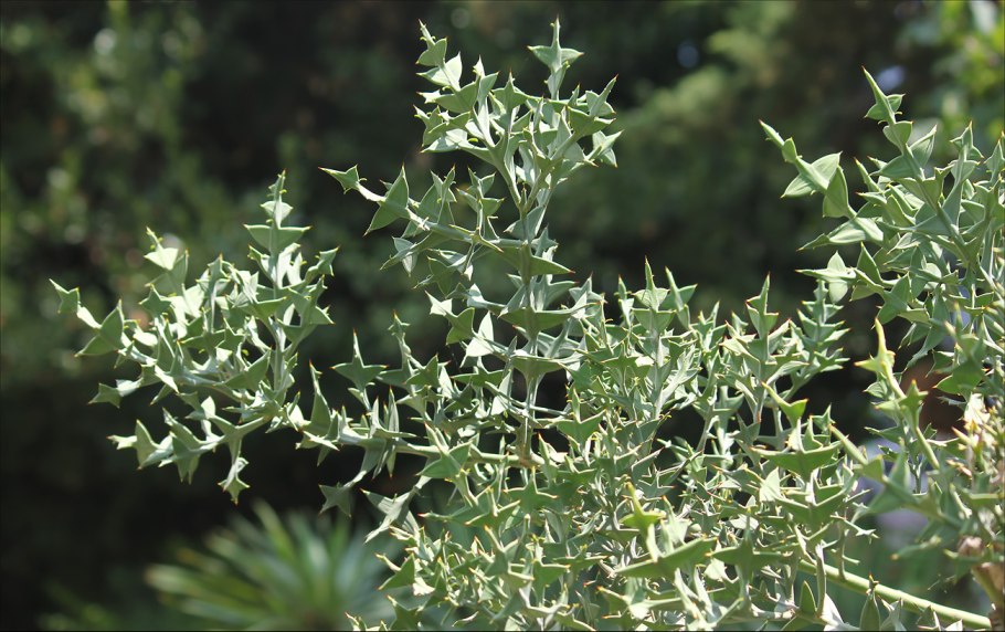 Colletia cruciata