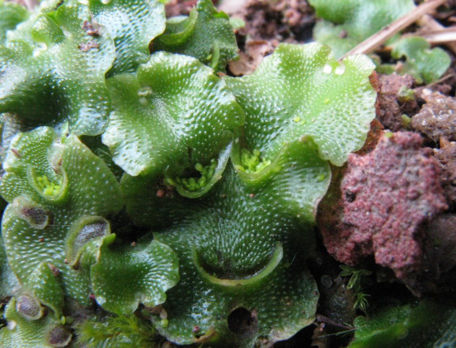 Карбюратор leader pz19jb