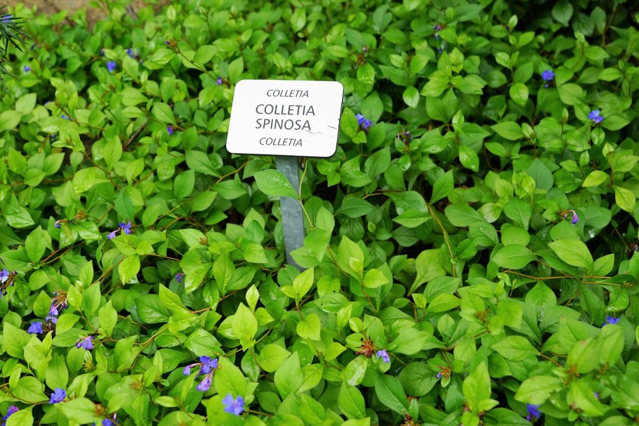 Женщина среднего возраста