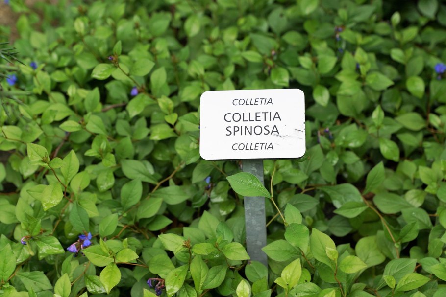 Улыбающееся лицо