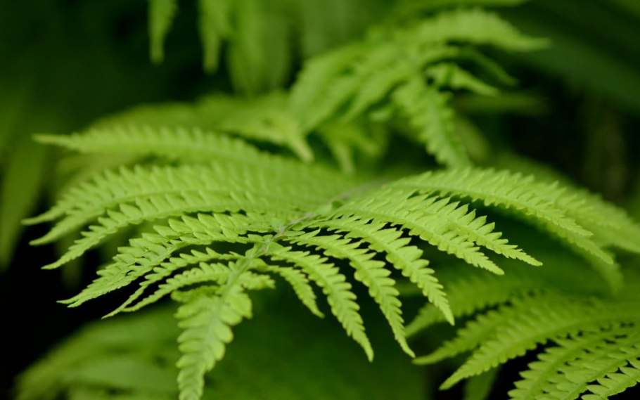 Папоротник Щитовник кустарник